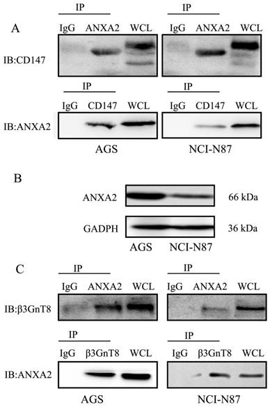 J Cancer Image