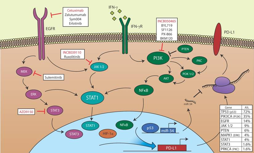 J Cancer Image