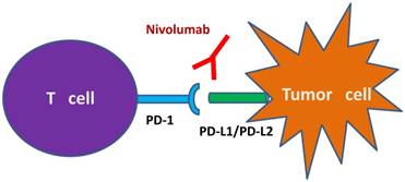 J Cancer Image