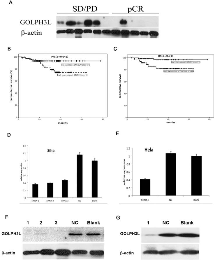 J Cancer Image