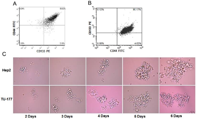 J Cancer Image