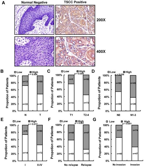 J Cancer Image