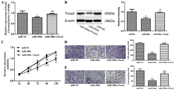 J Cancer Image