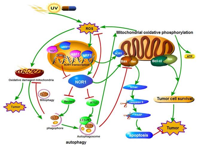 J Cancer Image