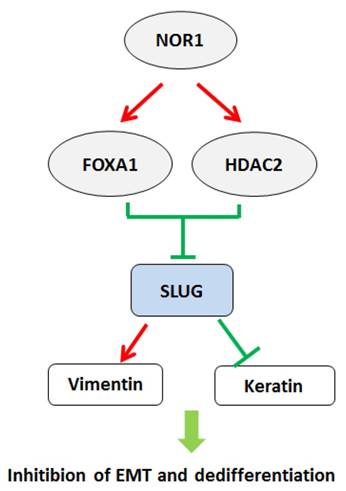 J Cancer Image