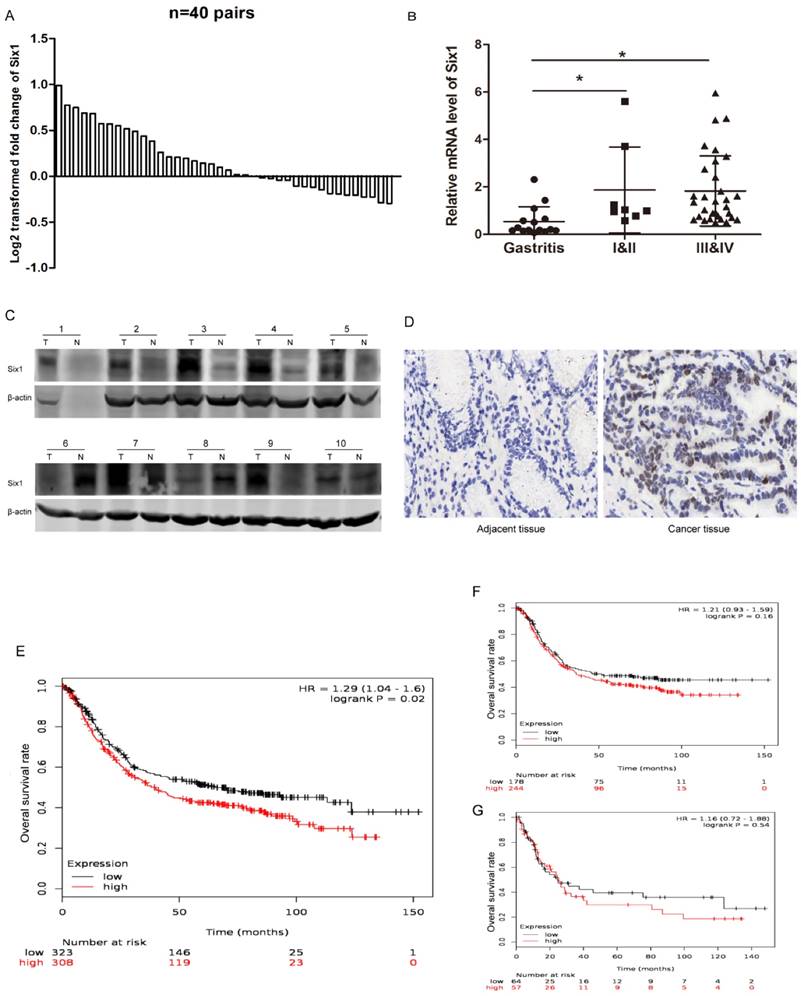 J Cancer Image