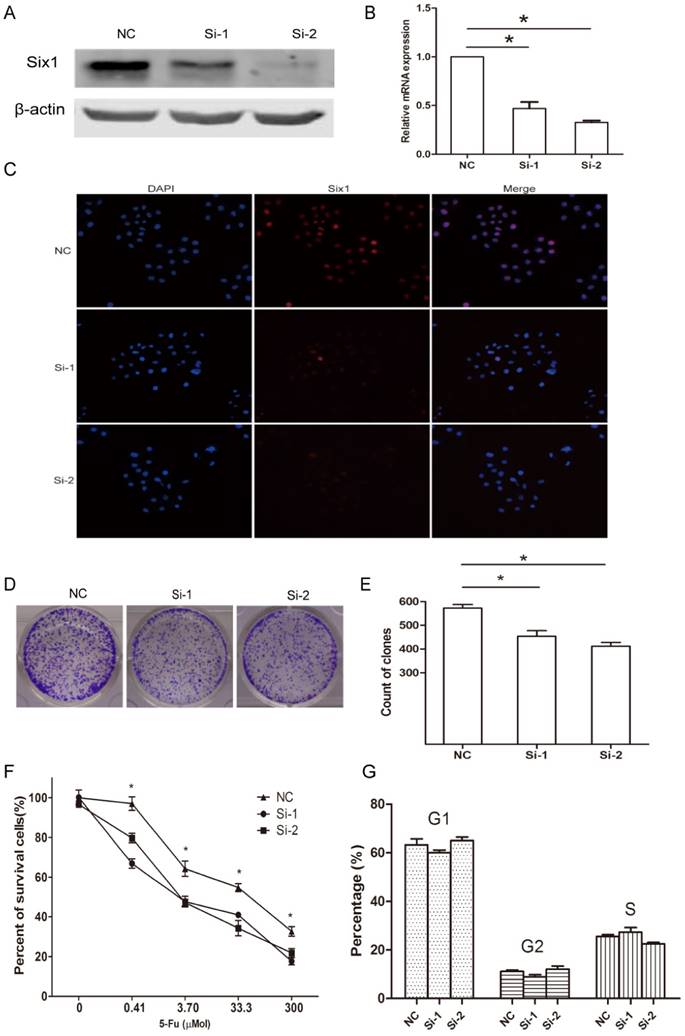 J Cancer Image