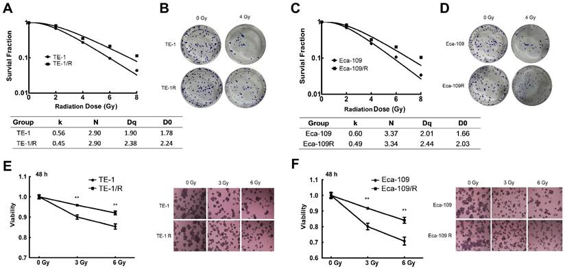 J Cancer Image