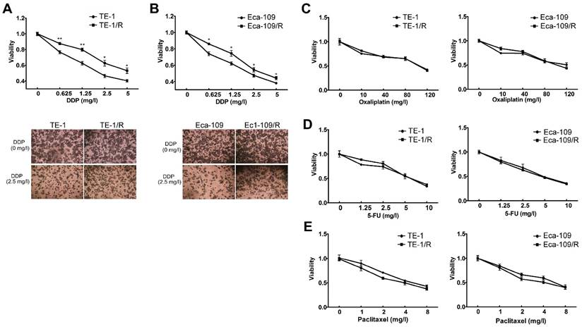 J Cancer Image