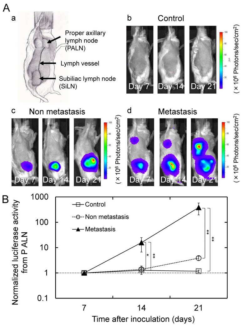 J Cancer Image