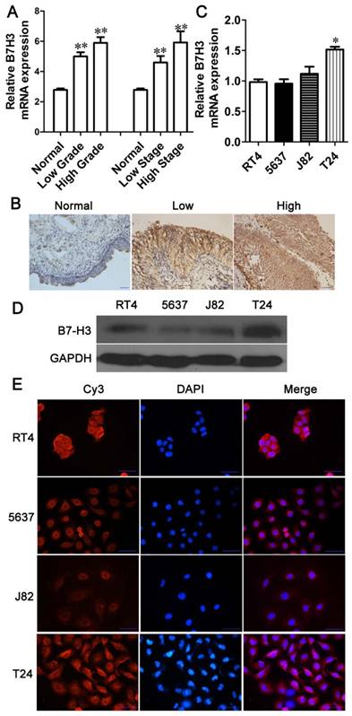 J Cancer Image