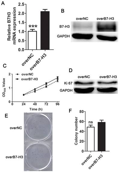 J Cancer Image