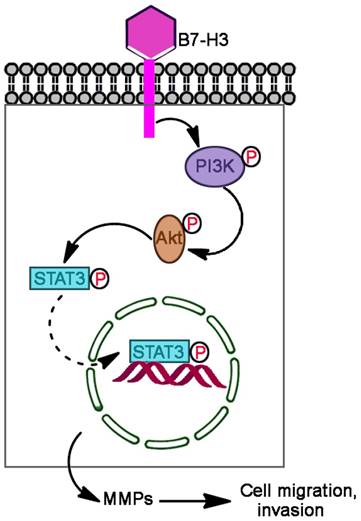 J Cancer Image