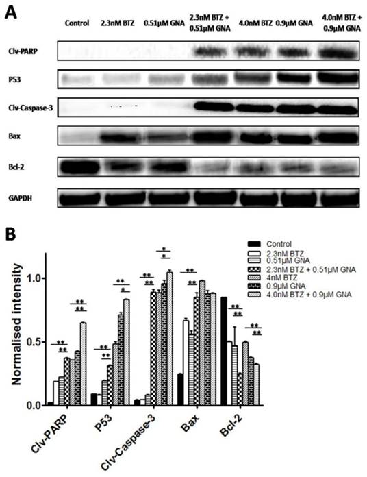 J Cancer Image