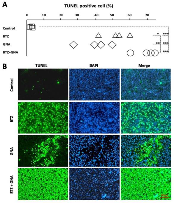 J Cancer Image