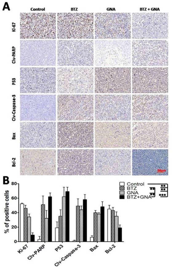 J Cancer Image