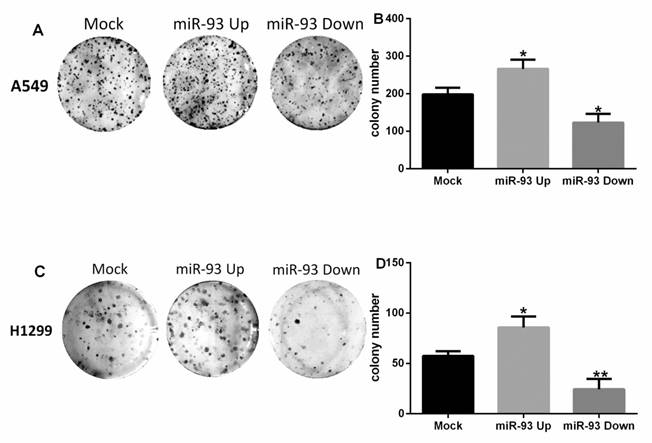 J Cancer Image