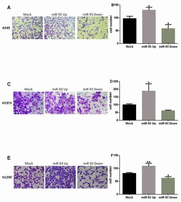 J Cancer Image