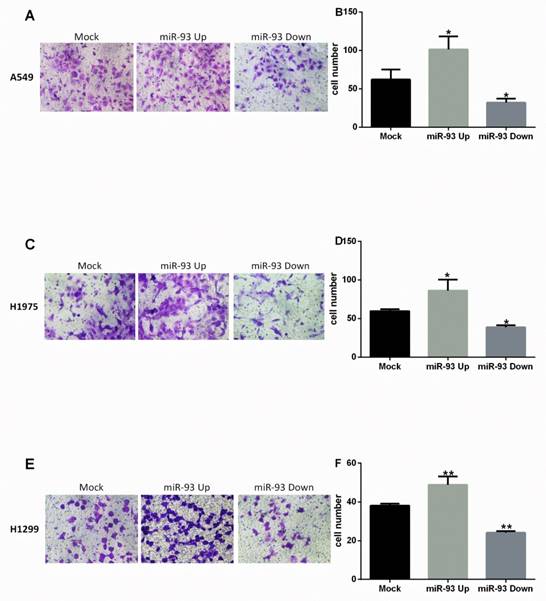 J Cancer Image