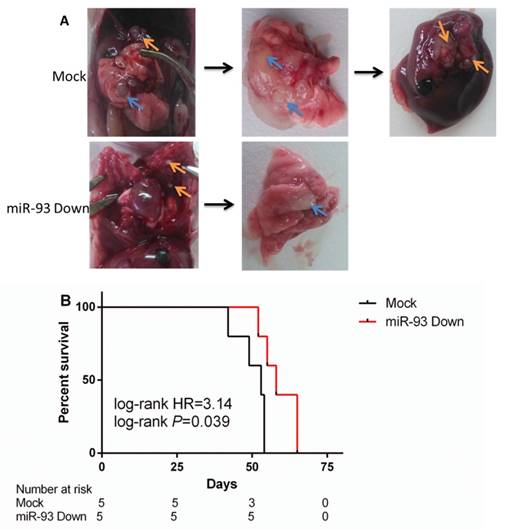 J Cancer Image