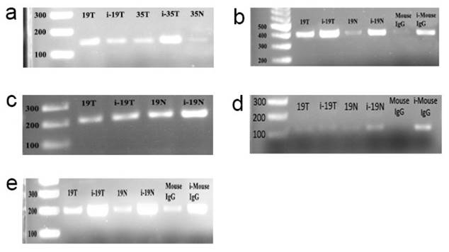 J Cancer Image