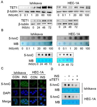 J Cancer Image