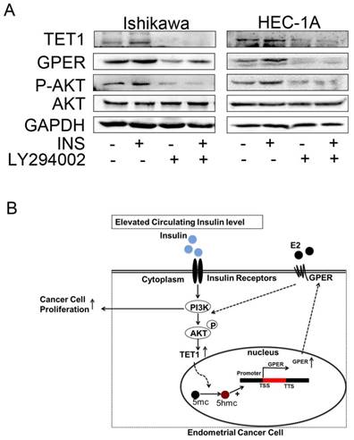 J Cancer Image