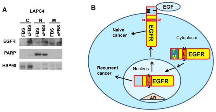 J Cancer Image