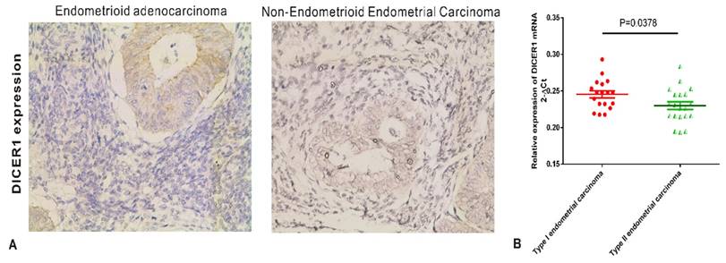 J Cancer Image