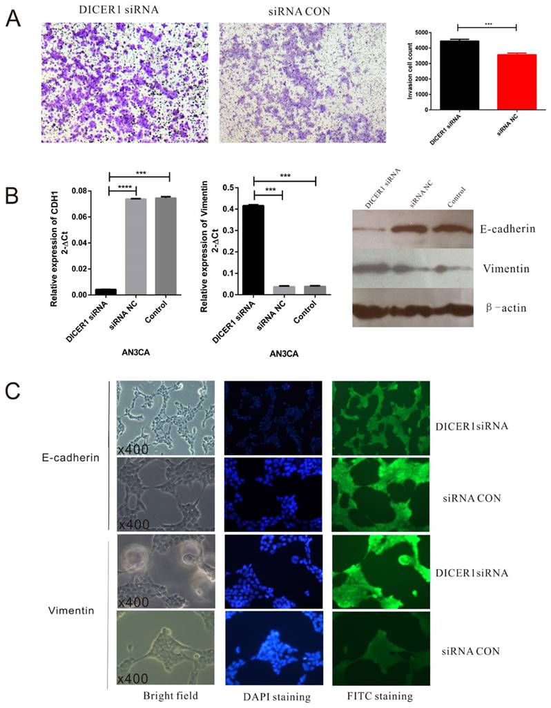 J Cancer Image