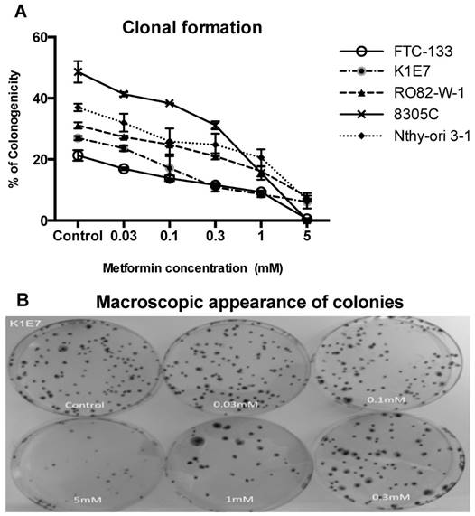 J Cancer Image