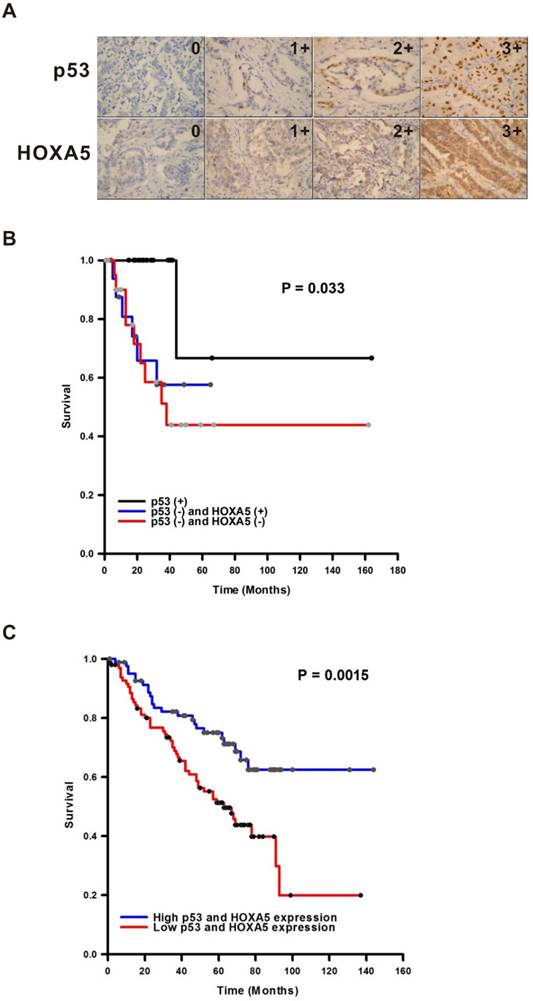 J Cancer Image