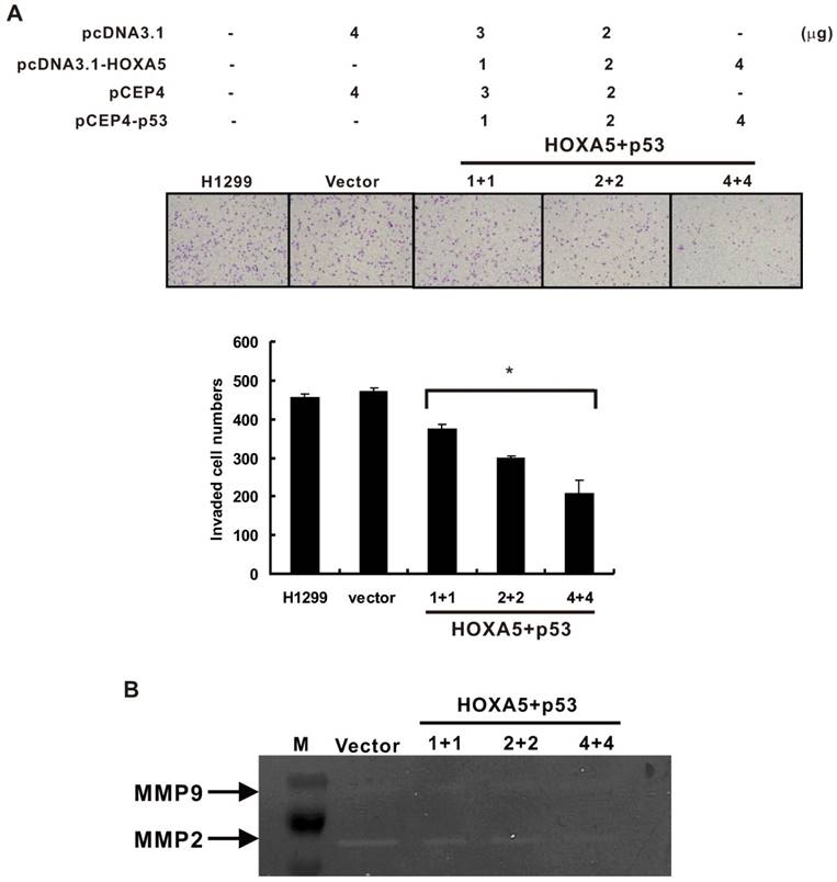 J Cancer Image