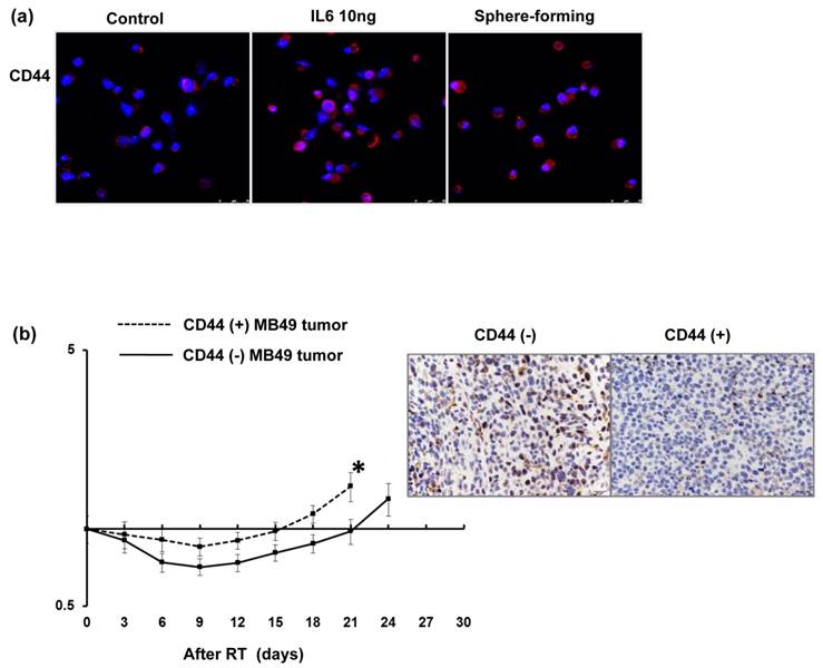 J Cancer Image