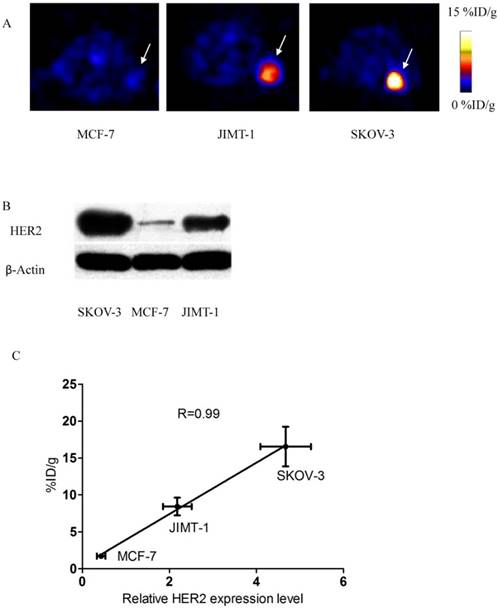 J Cancer Image