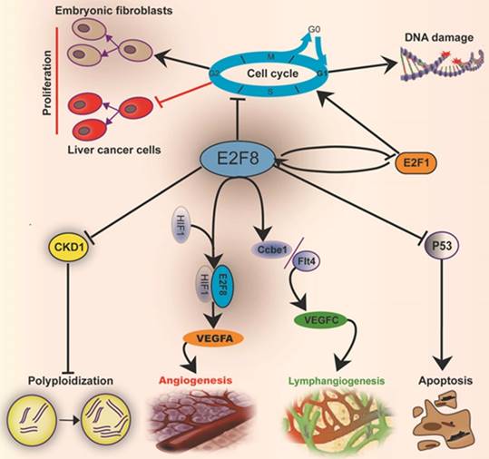 J Cancer Image