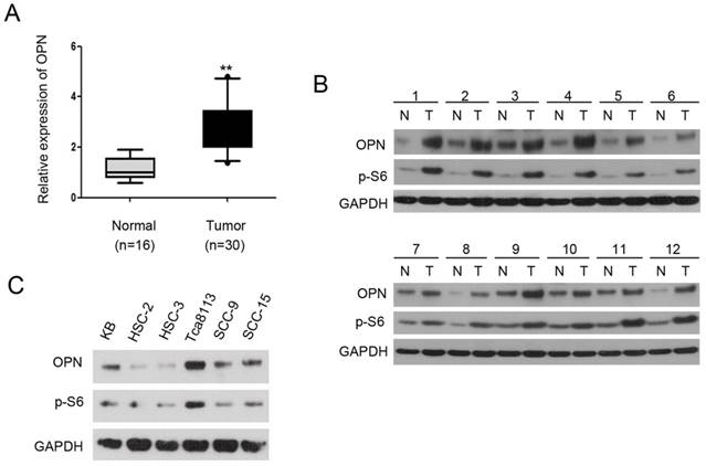 J Cancer Image