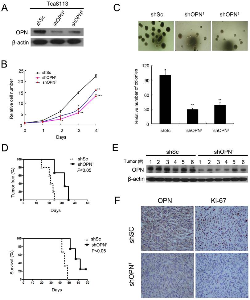 J Cancer Image