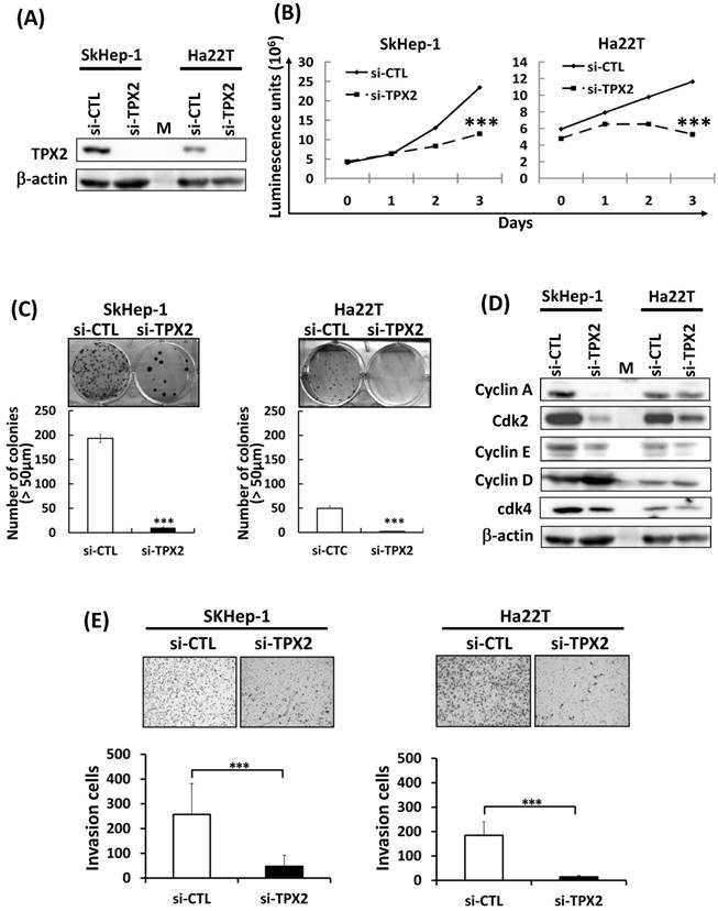 J Cancer Image