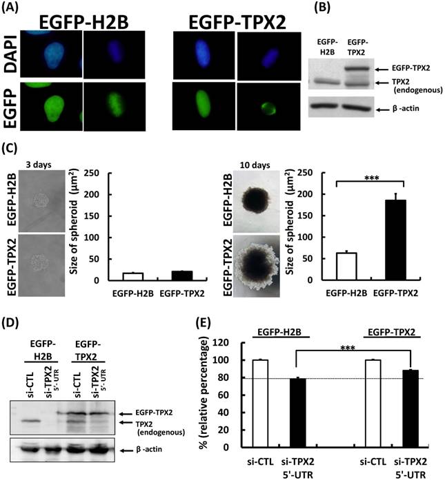 J Cancer Image