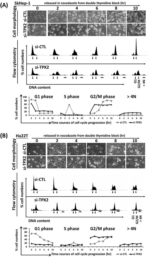 J Cancer Image