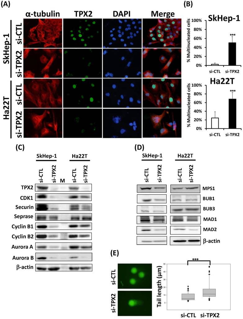 J Cancer Image