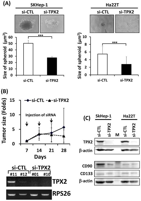 J Cancer Image