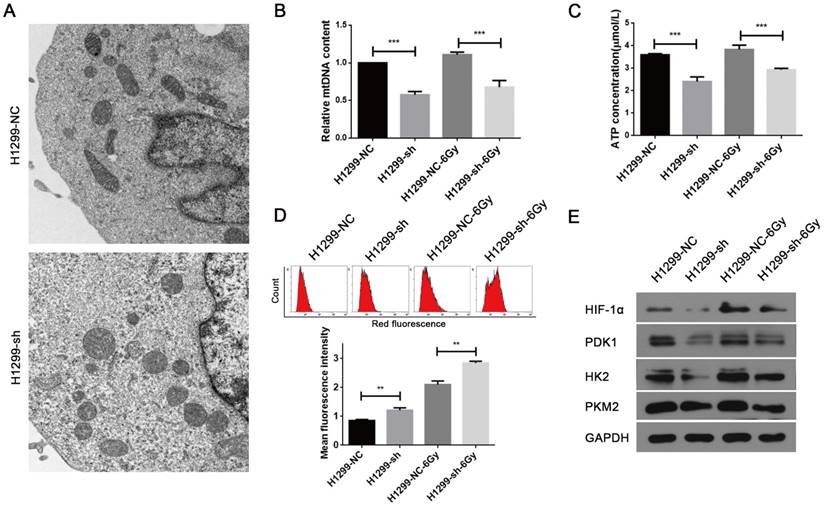 J Cancer Image