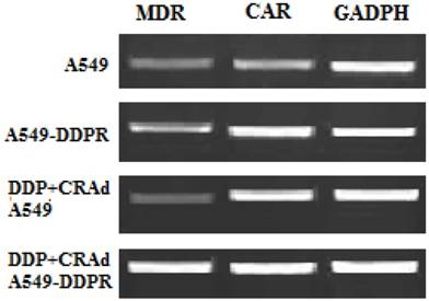 J Cancer Image