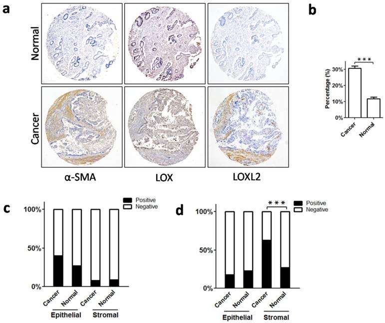 J Cancer Image