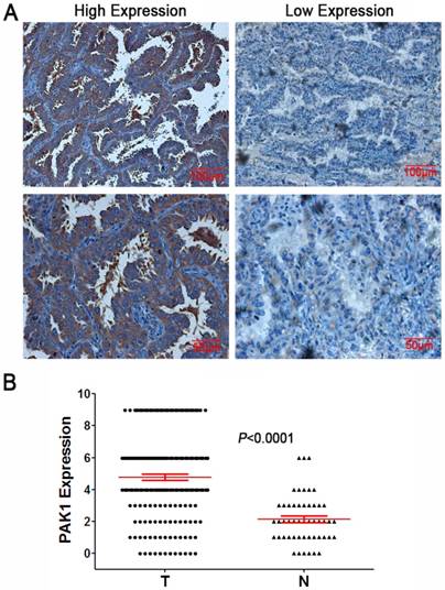 J Cancer Image