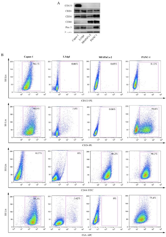 J Cancer Image