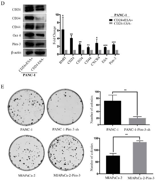 J Cancer Image