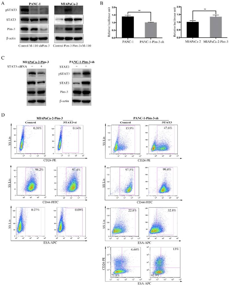 J Cancer Image